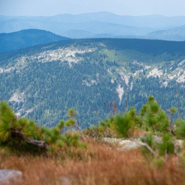 Rocky Ridge 'de yalnız genç bir ağaç. Yamaçta çam, ufukta dağlar.