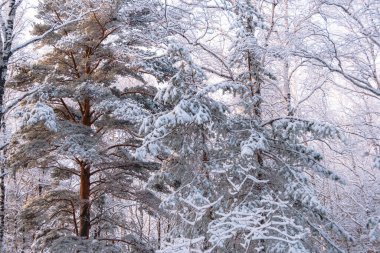 Dallarında kabarık kar olan kalın çam dalları. Buz tutmuş kış ormanı.