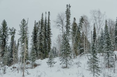 Tepenin yamacındaki karlı kozalaklı orman. Ağaçlar kış günü kar ve buzla kaplıdır..