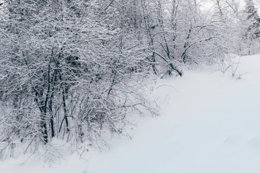 Yapraksız ağaçların dalları. Kış ormanlarındaki çalılıklarda kar ve buz