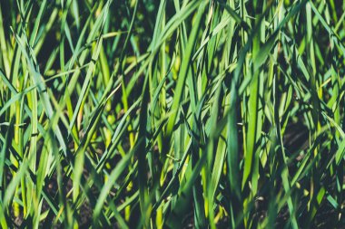 Bahçe yatağında yeşil sarımsak yaprakları. Bahçede güzel kokulu sarımsak. Sebze yetiştiriyorum