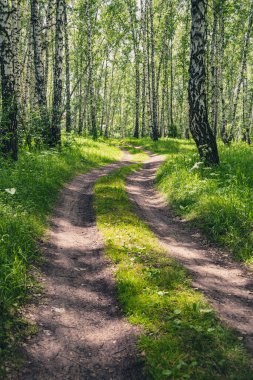 Yaz günü güneşli huş ormanlarında toprak yol