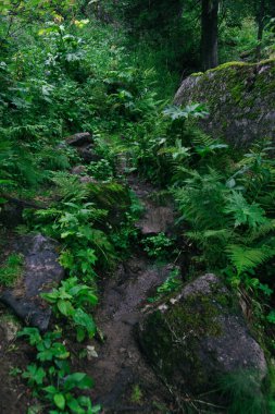 Yeşil ormandaki orman kiri patikası. Vahşi doğada yürüyüş.