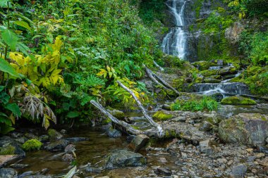 Yeşil çimenlerin arasında şelale. Yaz yağmur ormanlarında yosunlu kayaların üzerindeki dağ deresi. Alp çağındaki hızlı akış