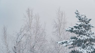 Kar ormanı, hafif sisli, dondurucu bir sabah.