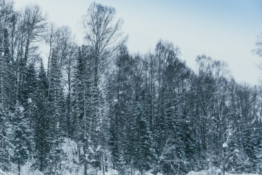 Tepenin yamacındaki karlı kozalaklı orman. Ağaçlar kış günü kar ve buzla kaplıdır..