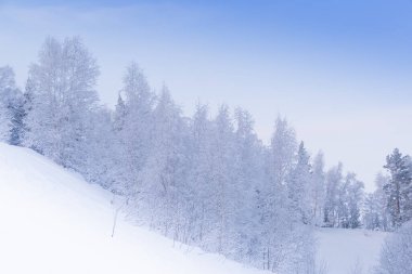 Yumuşak pembe sisli kar ağaçları. Kış ormanı sabahın erken saatlerinde dallarda don varken.