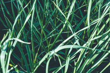 Bahçe yatağında yeşil sarımsak yaprakları. Bahçede güzel kokulu sarımsak. Sebze yetiştiriyorum