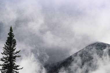 Kayalık tepeye karşı tek başına bir ağaç. Dağ manzaralı