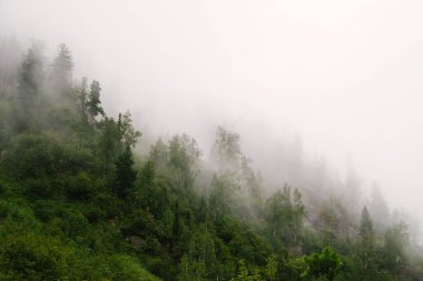 Ormanda sisli bir sabah. Ağaçların tepeleri yağmurlu havada bulutlarla kaplıdır. Yağmurlu bir günde, tepede çam ağaçları sisli..