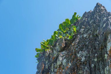 Bergenia crassifolia vahşi doğada kayalar üzerinde