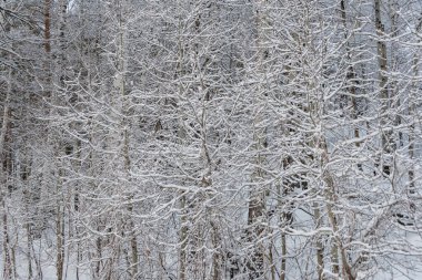 Yapraksız ağaçların dalları. Kış ormanlarındaki çalılıklarda kar ve buz
