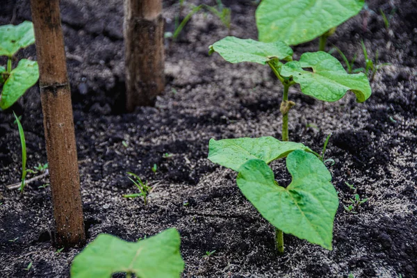 Row Young Bean Sprouts Grows Bed Spring Garden — Stock Photo, Image