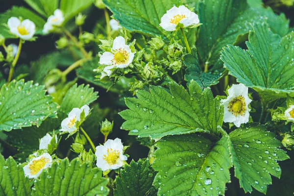 stock image White strawberry flowers in spring garden. Growing strawberries in garden on farm.