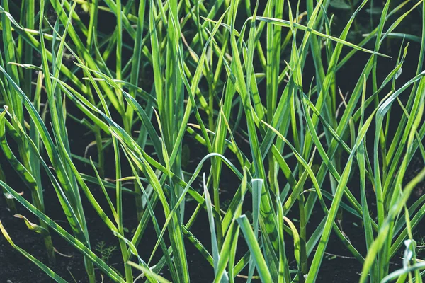 Groene Knoflookbladeren Het Tuinbed Geurende Knoflook Tuin Groenten Verbouwen — Stockfoto