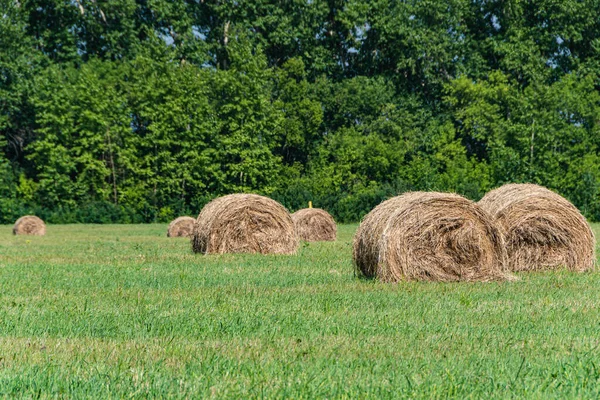 Fardos Feno Seco Após Colheita Campo Agrícola — Fotografia de Stock