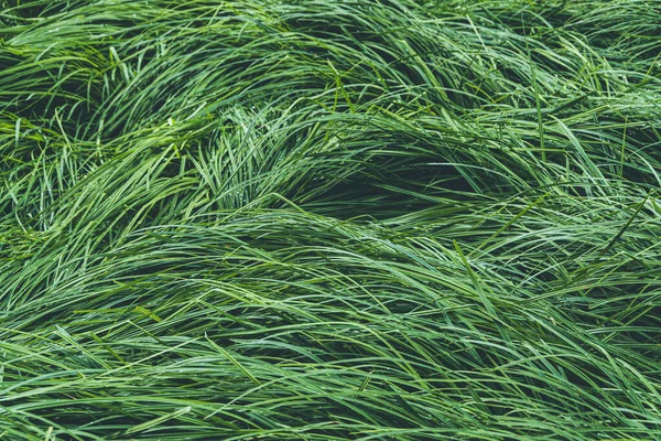 Zielona Świeża Trawa Trawniku Jako Tło — Zdjęcie stockowe