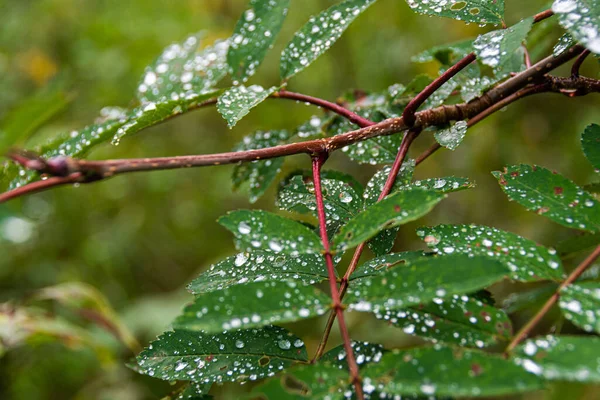 緑色の葉に露頭します 濃い森の広い葉に雨が降る — ストック写真