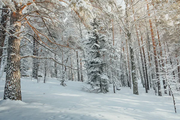 Cold weather in winter forest. Branches of trees are covered with snow and frost.