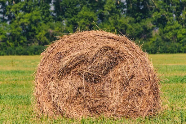 Fardos Feno Seco Após Colheita Campo Agrícola — Fotografia de Stock