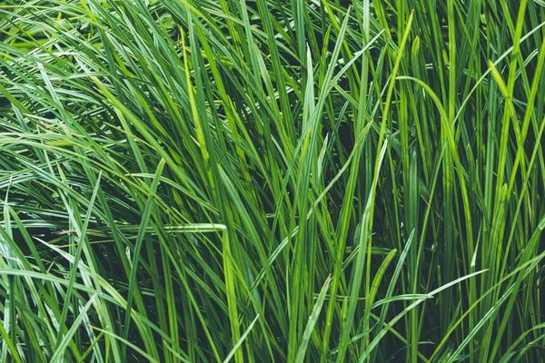 Grama Fresca Verde Gramado Como Fundo — Fotografia de Stock