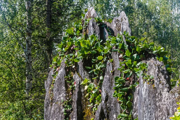 Bergenia Crassifolia Skałach Naturze — Zdjęcie stockowe