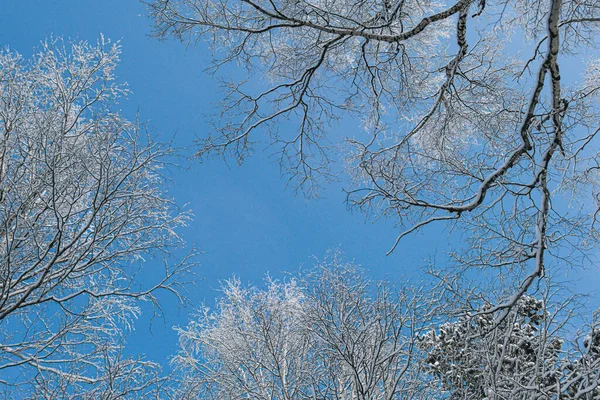 Gałęzie Mrozie Tle Błękitnego Nieba Las Śnieżny Białym Aksamicie Widok — Zdjęcie stockowe