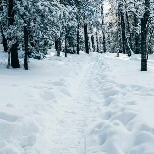 Camino Bosque Entre Los Árboles Nieve Bosque Invierno — Foto de Stock