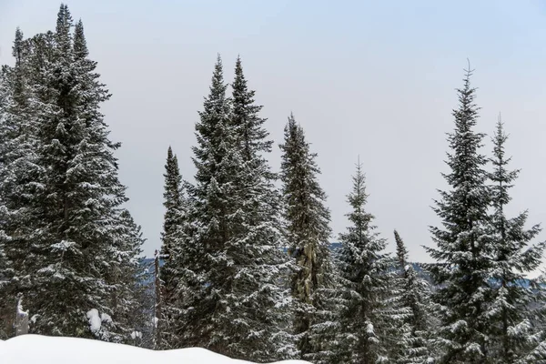 Bosque Coníferas Nevadas Ladera Los Árboles Están Cubiertos Nieve Heladas — Foto de Stock