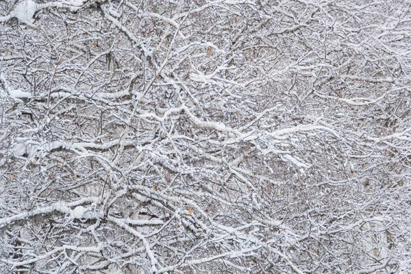 Holé Větve Stromů Bez Listí Sníh Mráz Keřích Zimním Lese — Stock fotografie