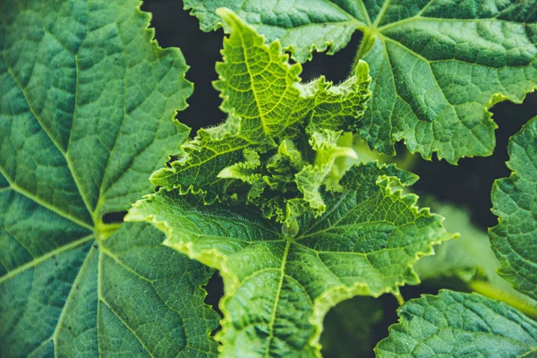 農場で緑のキュウリの葉を持つ若い芽 庭で育つ野菜 — ストック写真