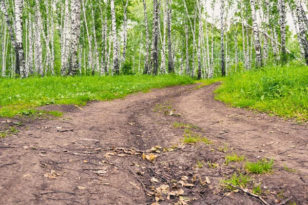 Camino Tierra Bosque Abedul Soleado Día Verano — Foto de Stock