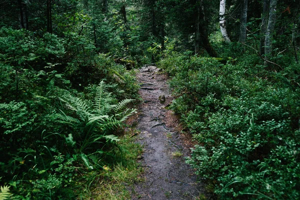 緑の森の中の森の未舗装の道 野生でのハイキング — ストック写真