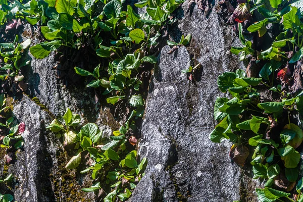 Bergenia Crassifolia Auf Felsen Freier Wildbahn — Stockfoto