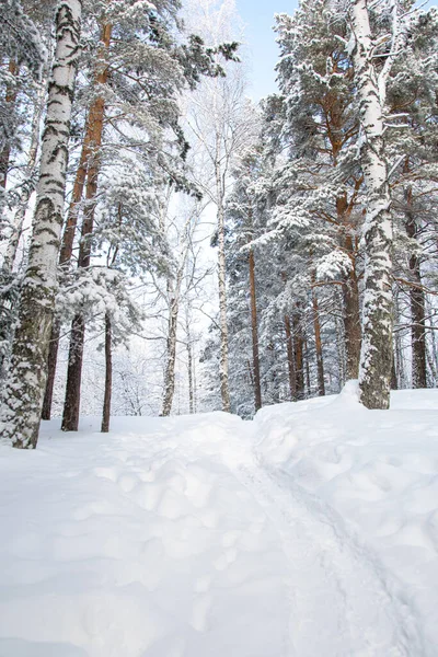 Bulutlu Bir Günde Yoğun Kar Ormanı Soğuk Dondaki Çam Ağaçlarının — Stok fotoğraf