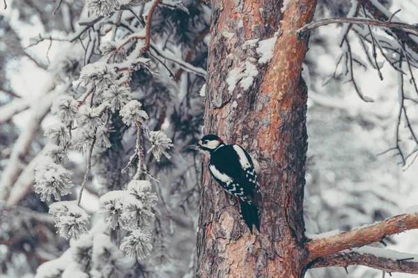 Pájaro Carpintero Tronco Árbol Bosque Invierno Aves Silvestres Estado Salvaje — Foto de Stock