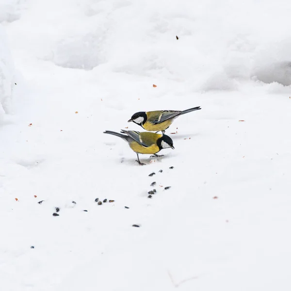 Chickadee Picotea Comida Nieve Día Invierno — Foto de Stock