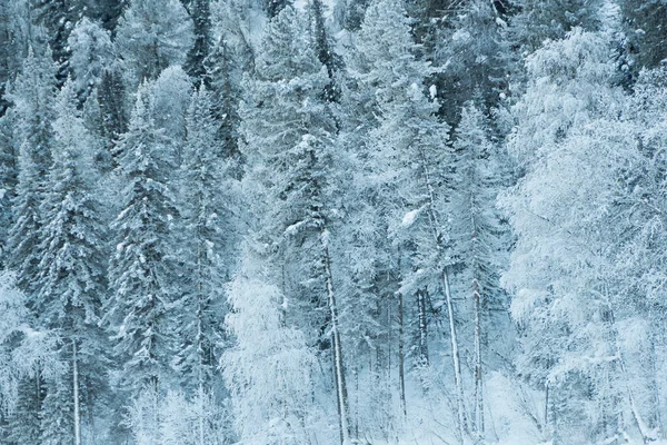 Snow trees on hillside. Fairy forest with frost on branches of pine trees. Winter dark and misty forest on the hillside