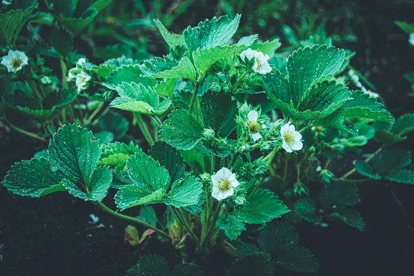 Fiori Fragole Bianche Nel Giardino Primaverile Crescente Fragole Giardino Azienda — Foto Stock