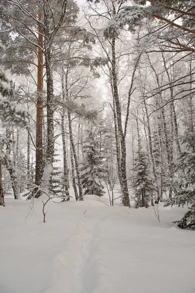 Camino Bosque Entre Los Árboles Nieve Bosque Invierno — Foto de Stock