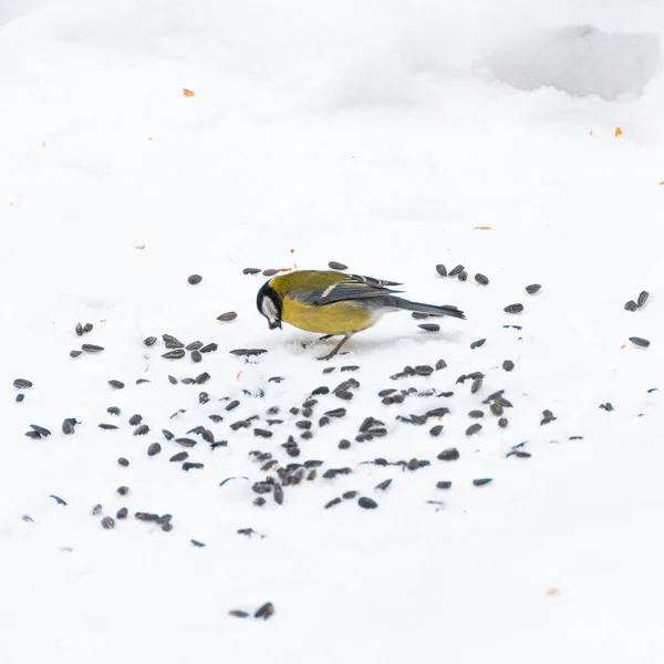 Chickadee Picotea Comida Nieve Día Invierno — Foto de Stock