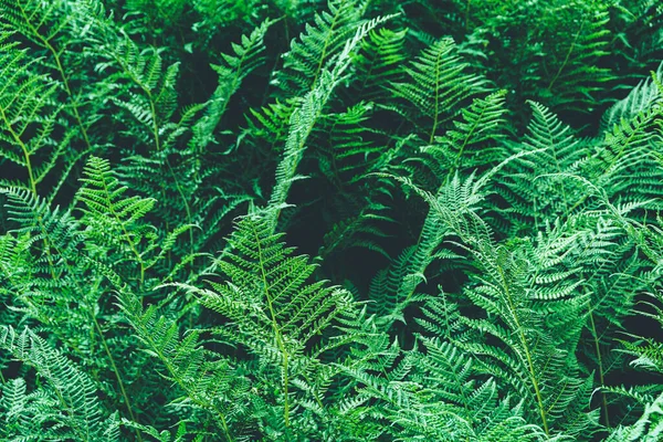 Hustý Kapradí Zelený List Deštném Pralese Scénická Přírodní Textura Kapradinových — Stock fotografie