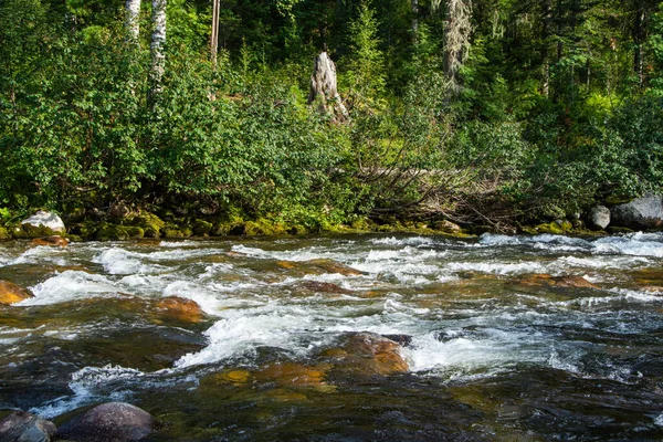 Бурхлива Течія Між Скелями Валунами Лісовій Долині Гірська Річка — стокове фото
