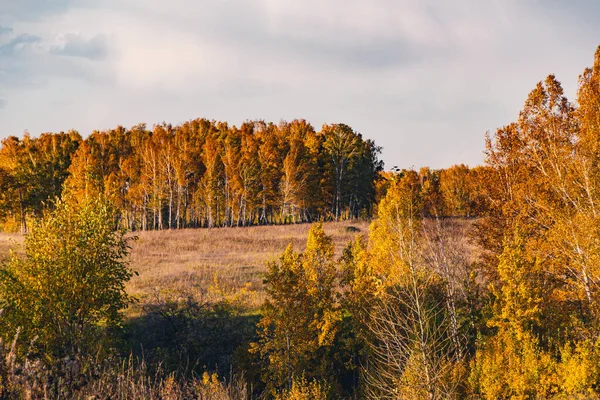 Осенний Пейзаж Желтыми Деревьями Облаками — стоковое фото