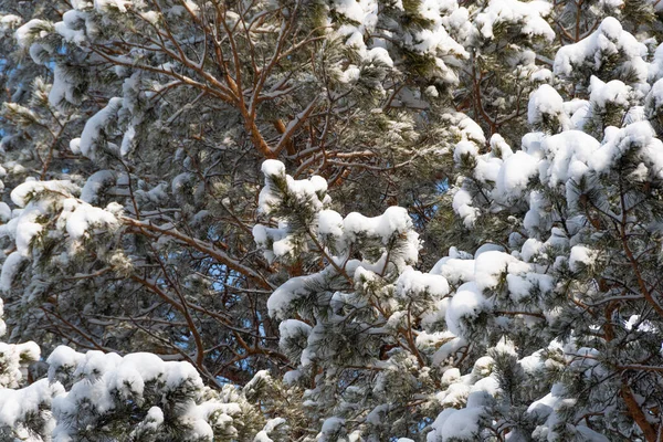 枝にはふかふかの雪の太い松の枝 霜の冬の森 — ストック写真