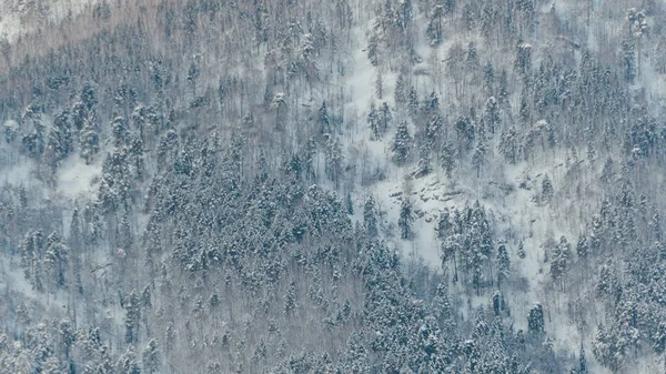 Erdővel Hóval Borított Szelíd Hegyek Téli Hegyi Völgy — Stock Fotó
