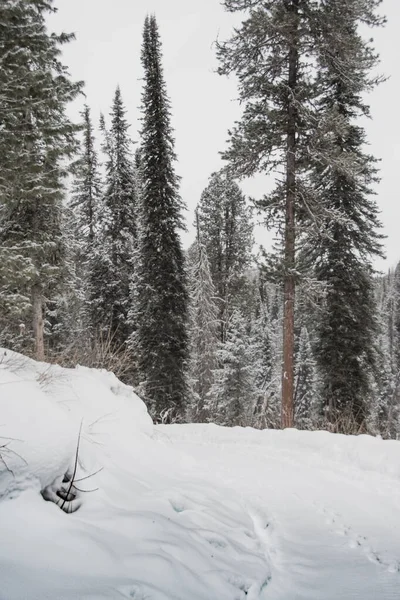 Снежный Хвойный Лес Склоне Холма Зимний День Деревья Покрыты Снегом — стоковое фото