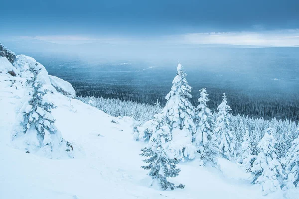 山の中腹に冷凍モミの木 曇った冬の空の下で雪の森 山の中の霜や雪に覆われた木 — ストック写真