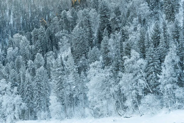 Snow trees on hillside. Fairy forest with frost on branches of pine trees. Winter dark and misty forest on the hillside