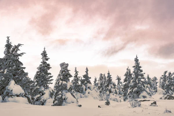 Frosted Forest Snow Covered Stone Mountain Range Stock Picture